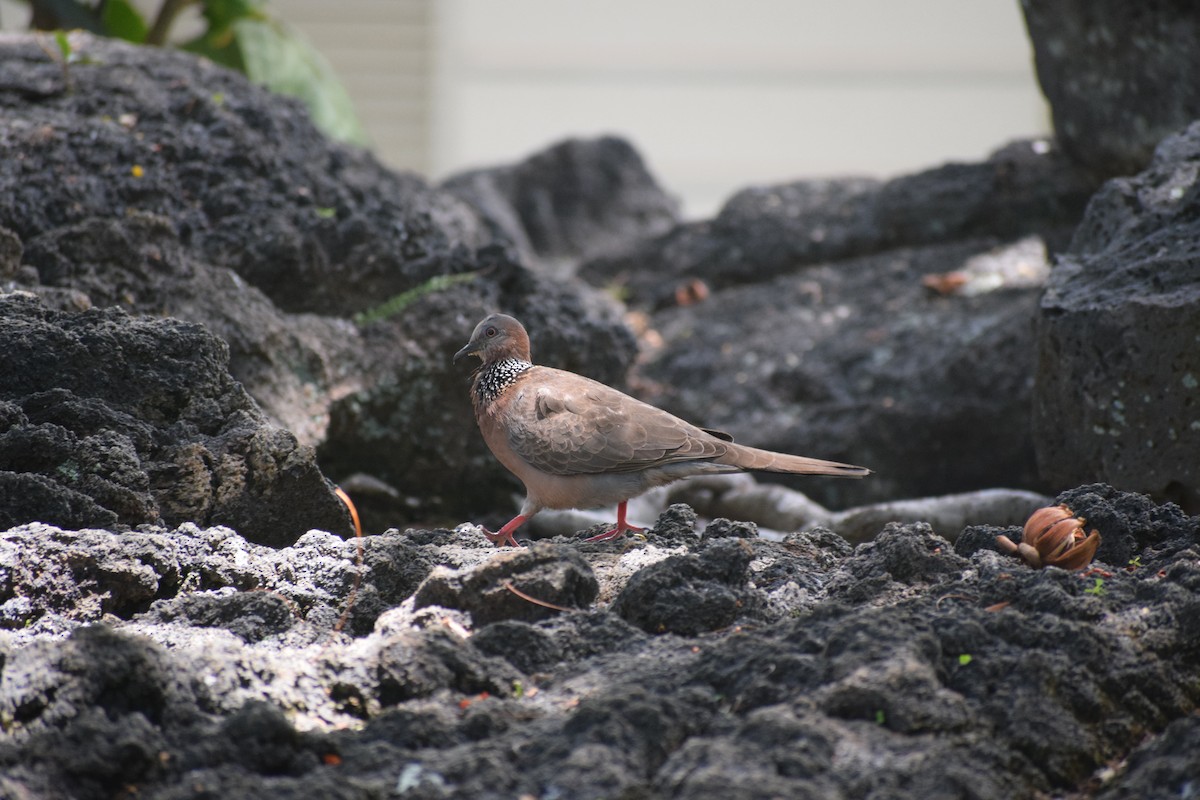 Spotted Dove - ML617205773