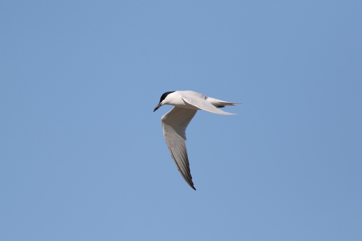 Gull-billed Tern - ML617205778