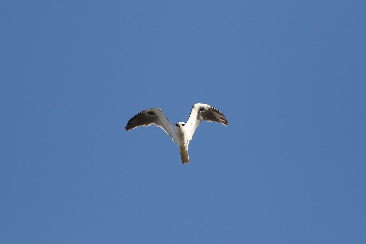 White-tailed Kite - ML617205820
