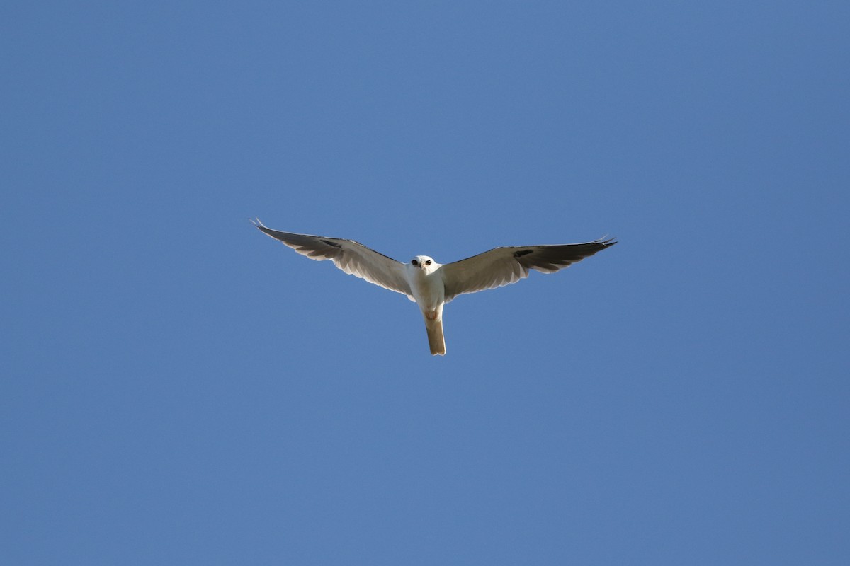 White-tailed Kite - ML617205821