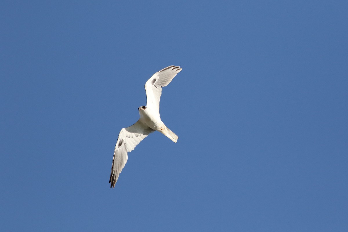 White-tailed Kite - ML617205822