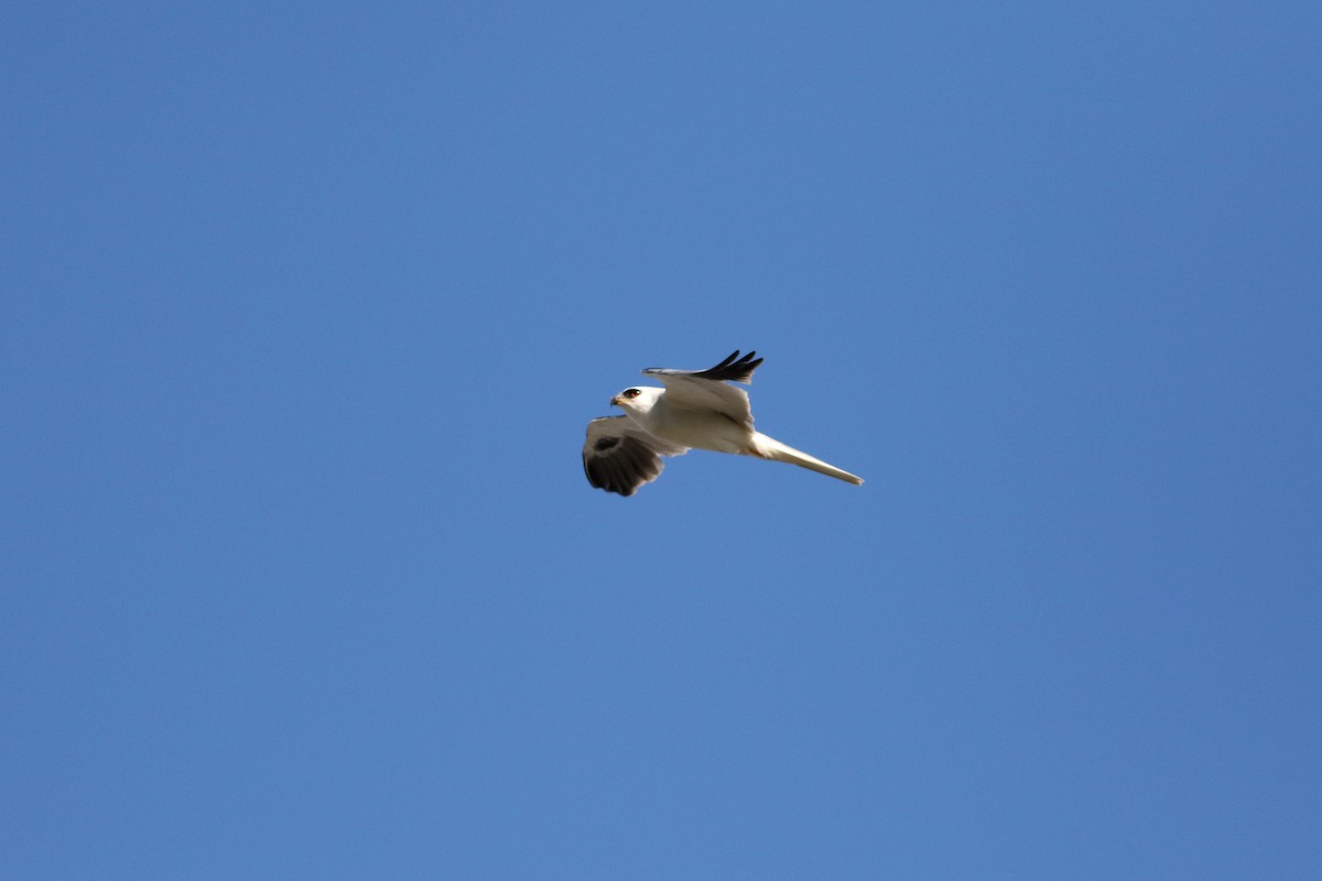 White-tailed Kite - ML617205823