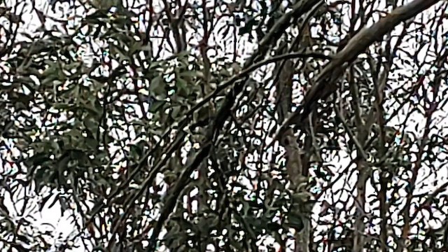 Hawaii-Sichelkleidervogel - ML617205925