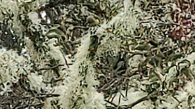 Hawaii-Sichelkleidervogel - ML617205937