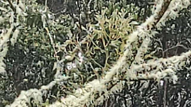 Hawaii-Sichelkleidervogel - ML617205938