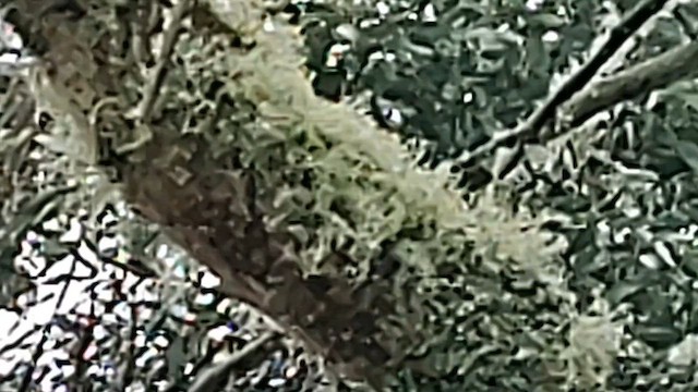 Hawaii-Sichelkleidervogel - ML617205944