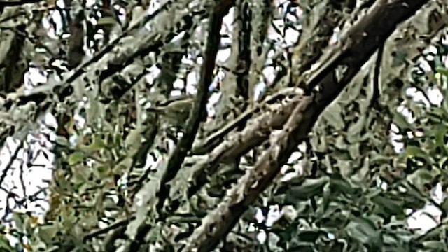 Hawaii-Sichelkleidervogel - ML617205953