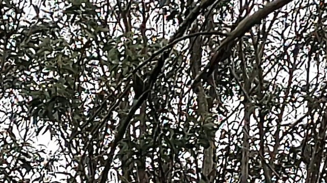 Hawaii-Sichelkleidervogel - ML617205954