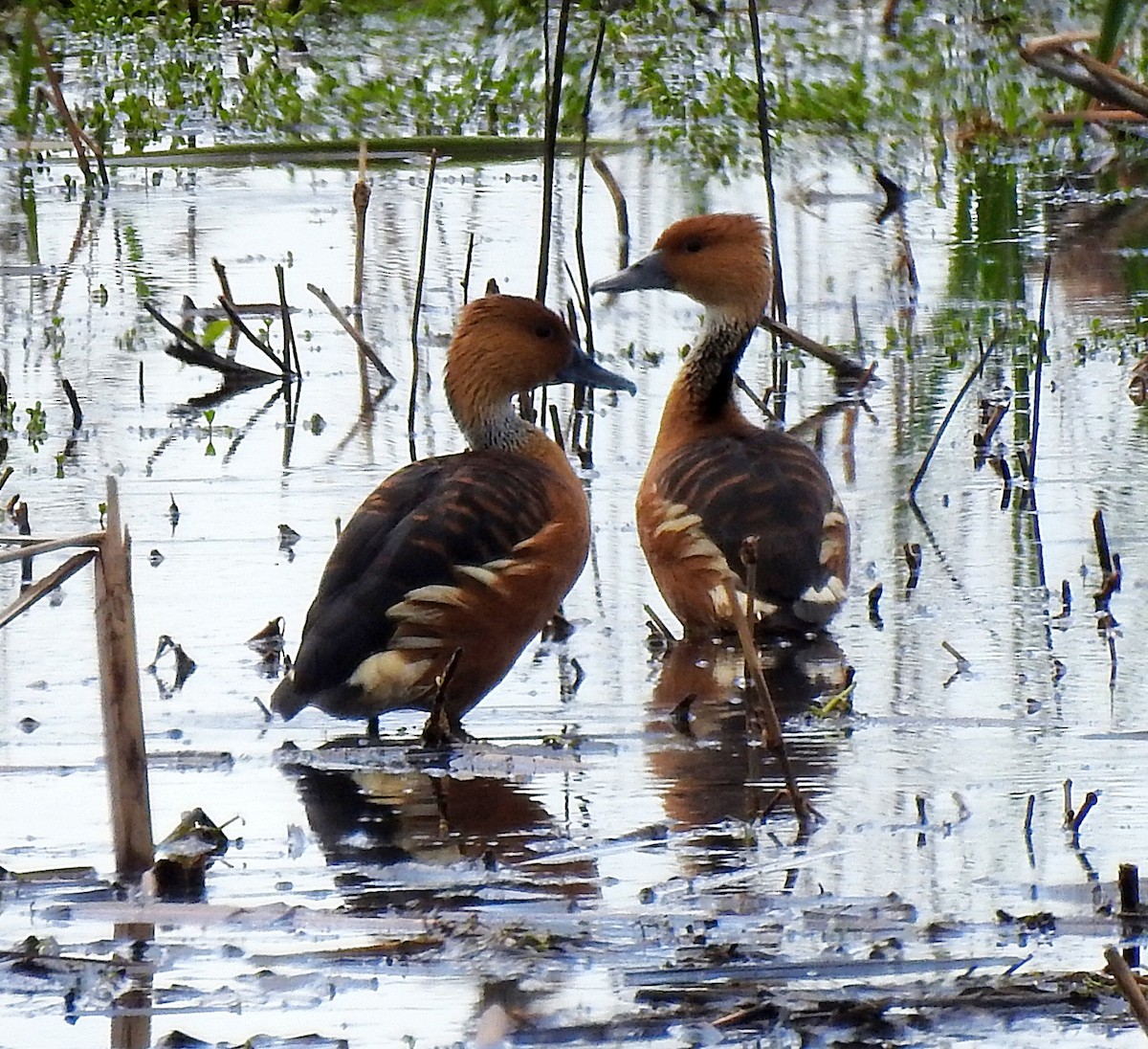 Fulvous Whistling-Duck - ML617205993