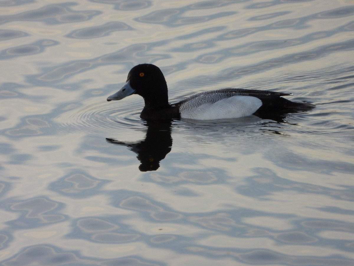 Greater Scaup - ML617206178