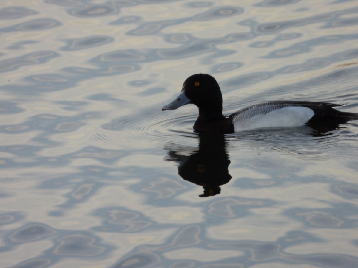Greater Scaup - ML617206179