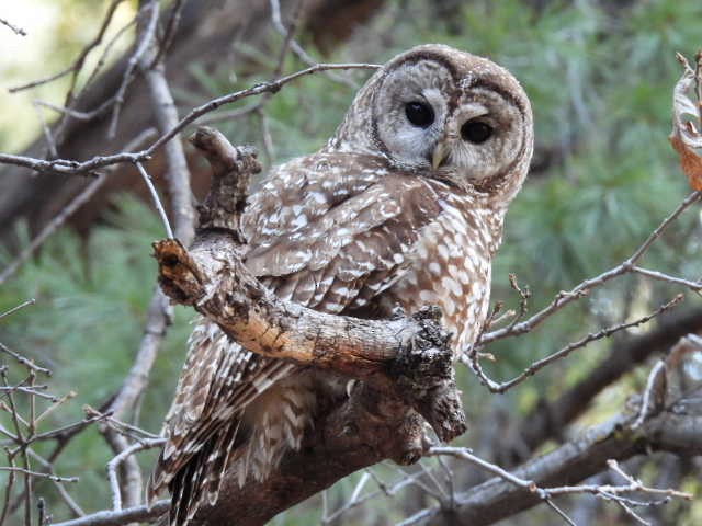 Spotted Owl - Kelly Wright
