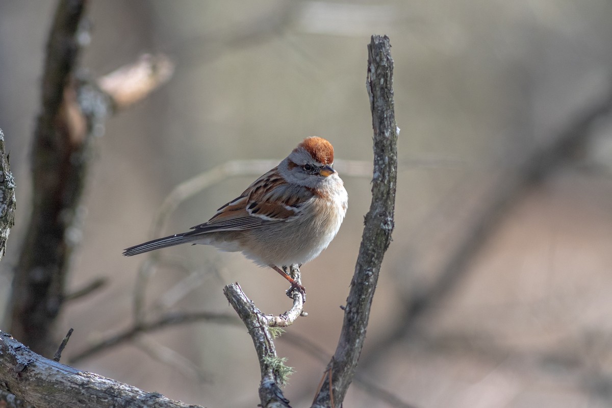 American Tree Sparrow - Brenton Reyner