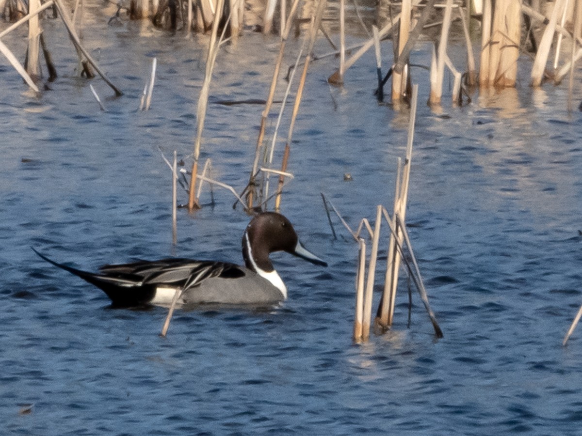 Northern Pintail - Paul Cohen