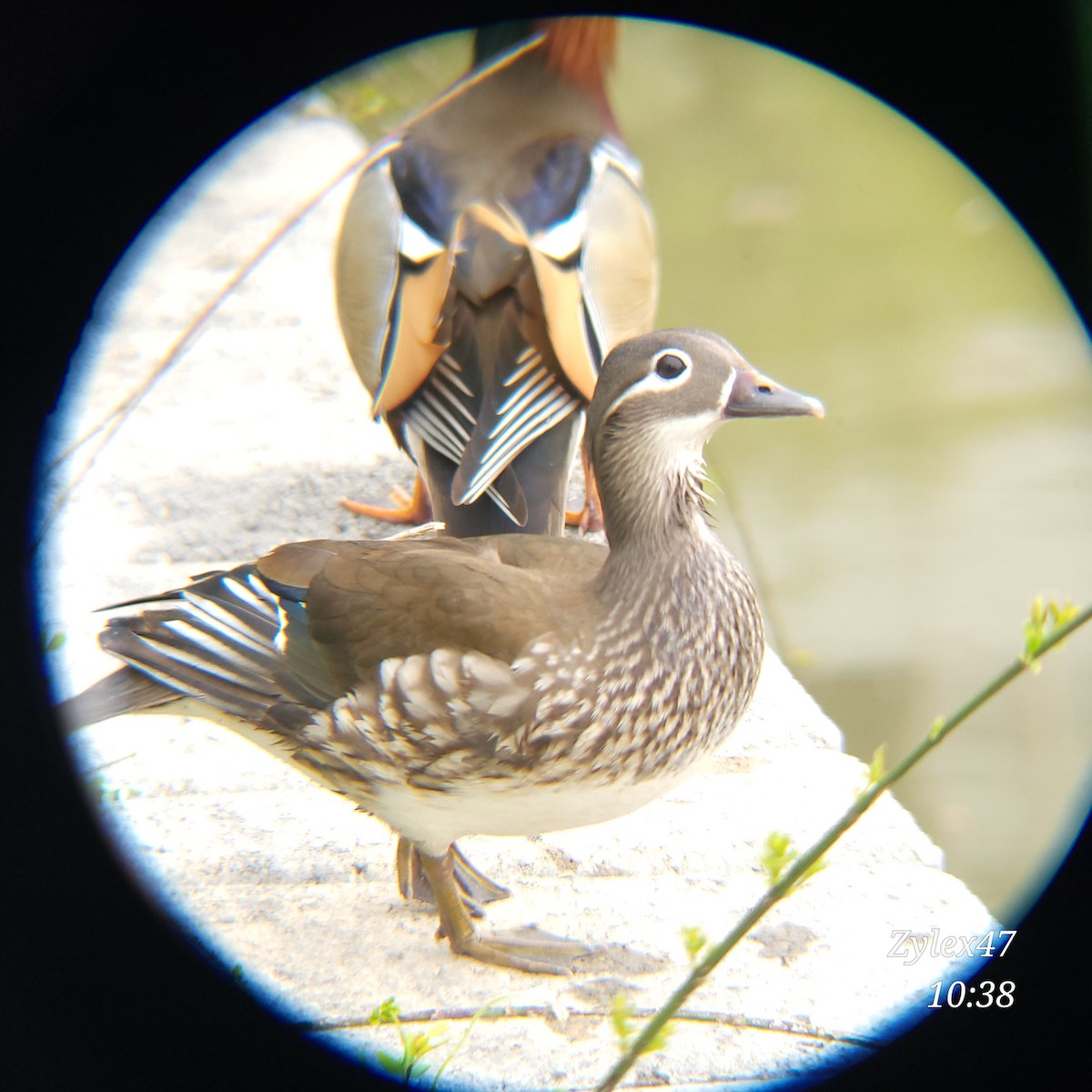 Ebird Checklist - 11 Apr 2024 - 용지(yongji Pond), Chonnam National 