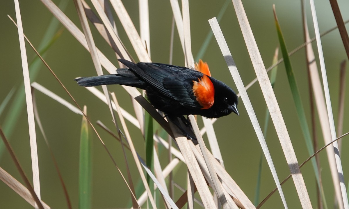 Red-winged Blackbird - ML617206823