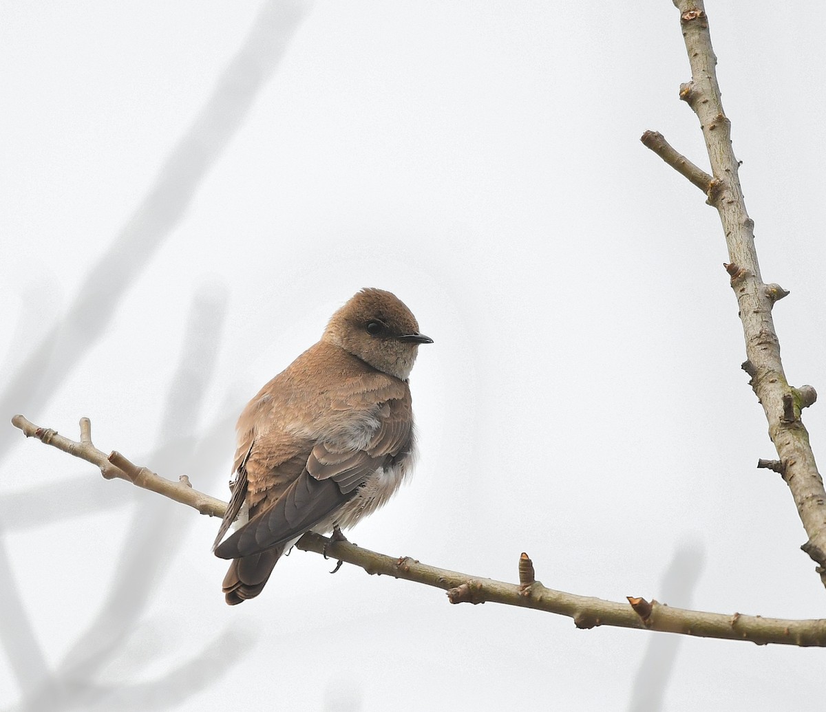 Northern Rough-winged Swallow - ML617206978