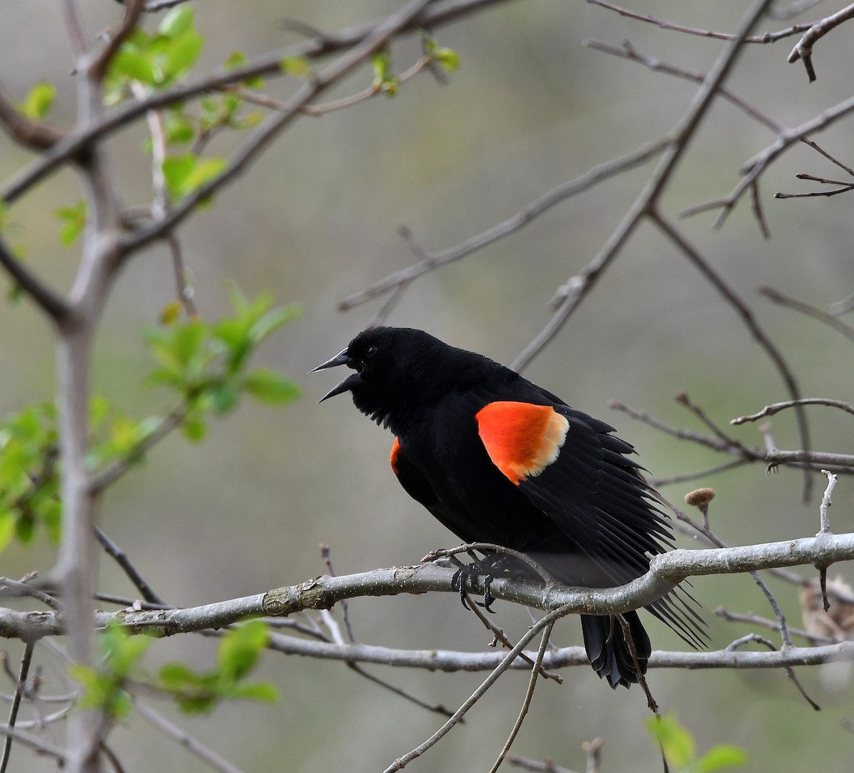 Red-winged Blackbird - ML617206991