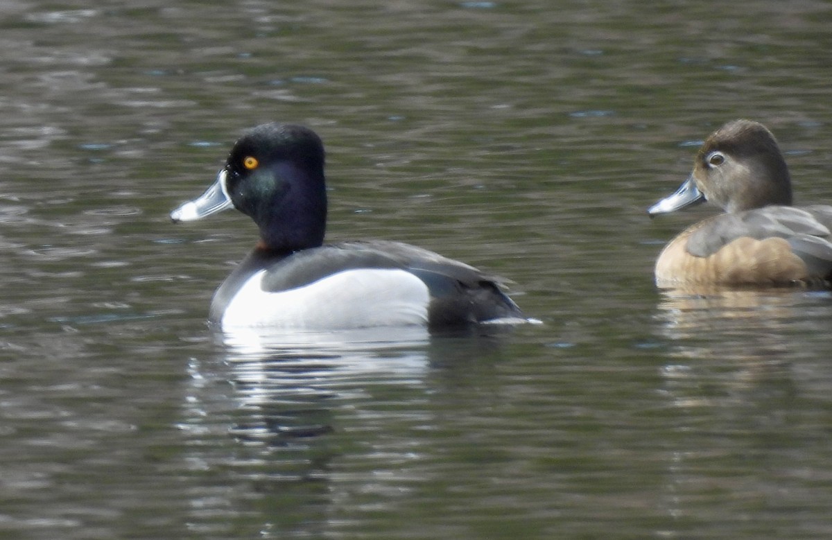 Ring-necked Duck - ML617207090
