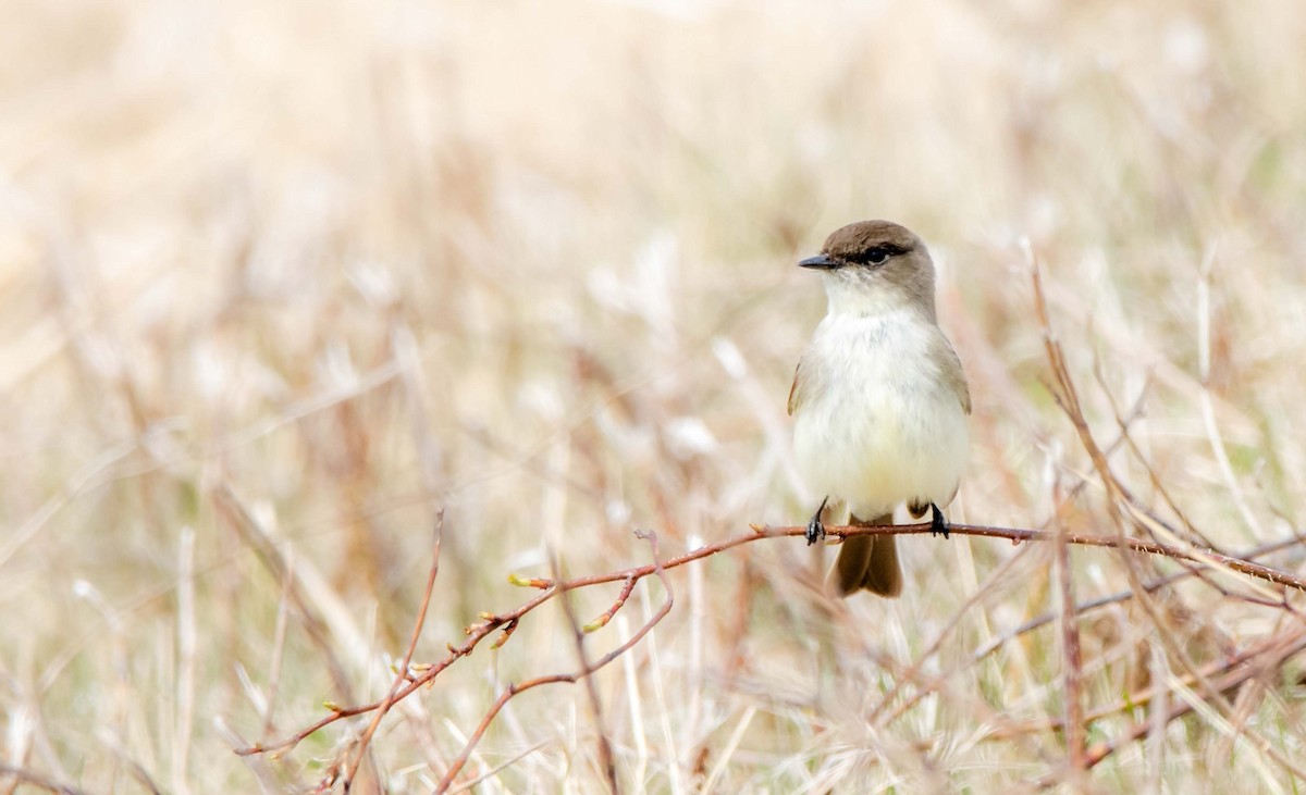 Eastern Phoebe - Jerry Chen