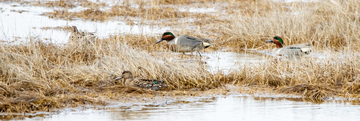 Green-winged Teal - Jerry Chen