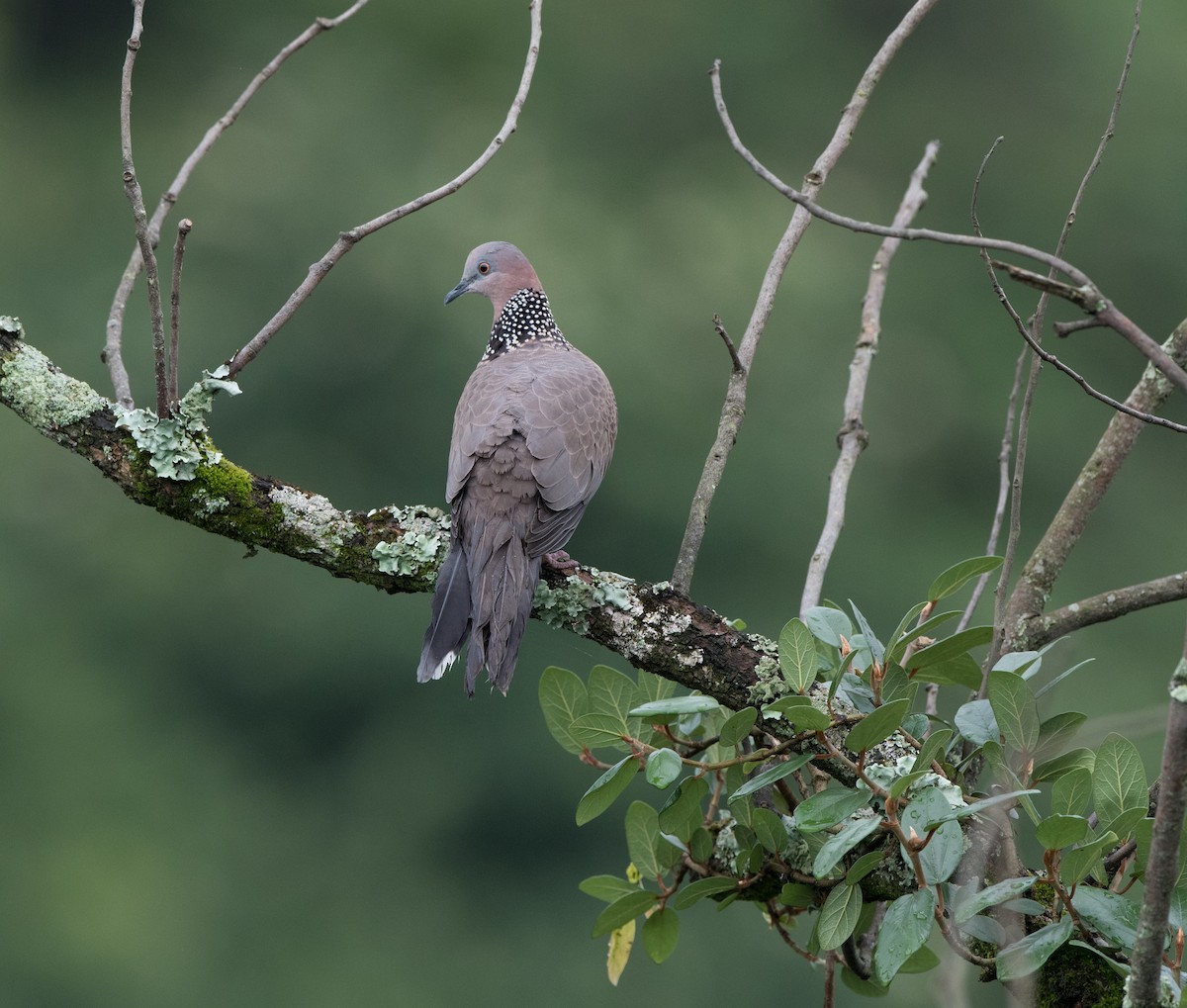 Spotted Dove - ML61720731