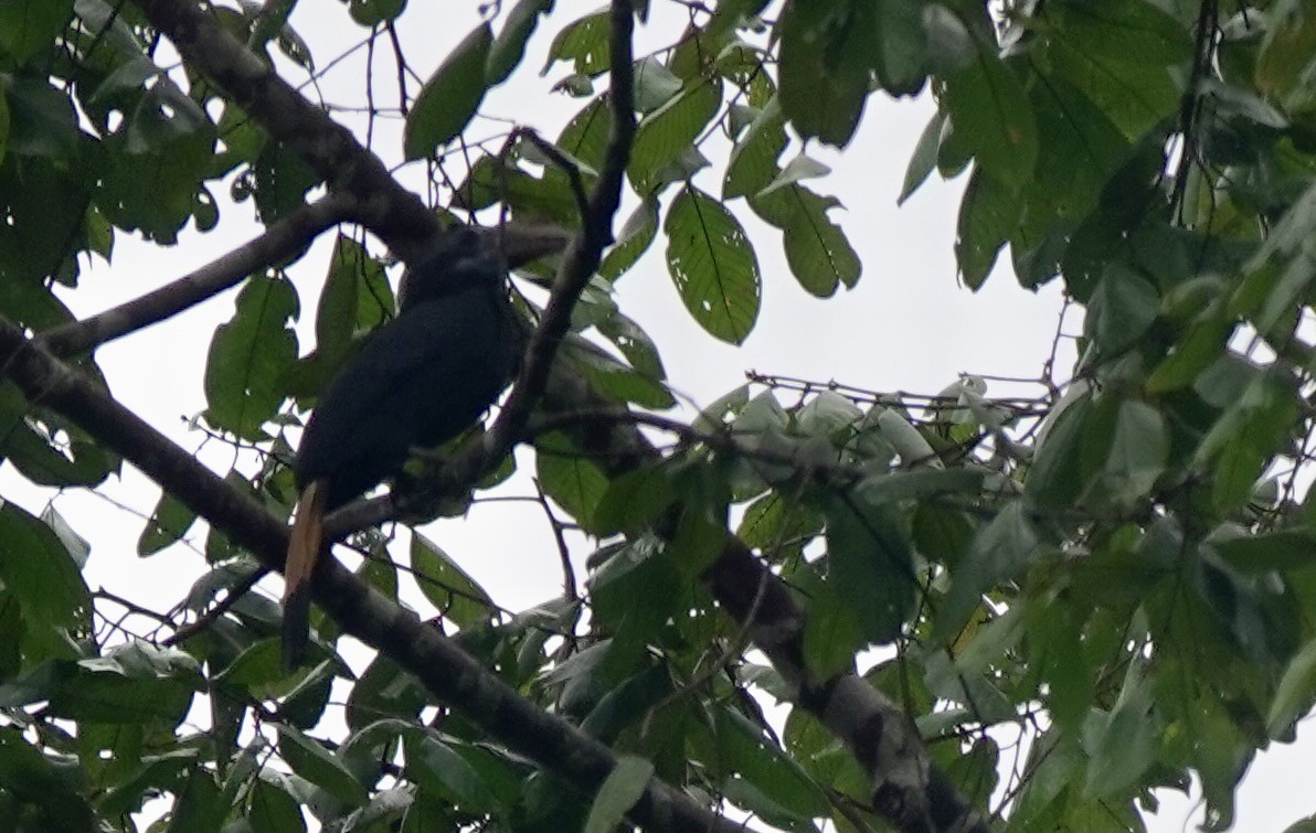 Mindanao Hornbill - Martin Kennewell