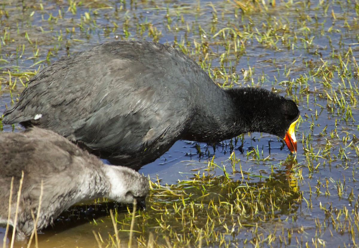 Giant Coot - ML617207586