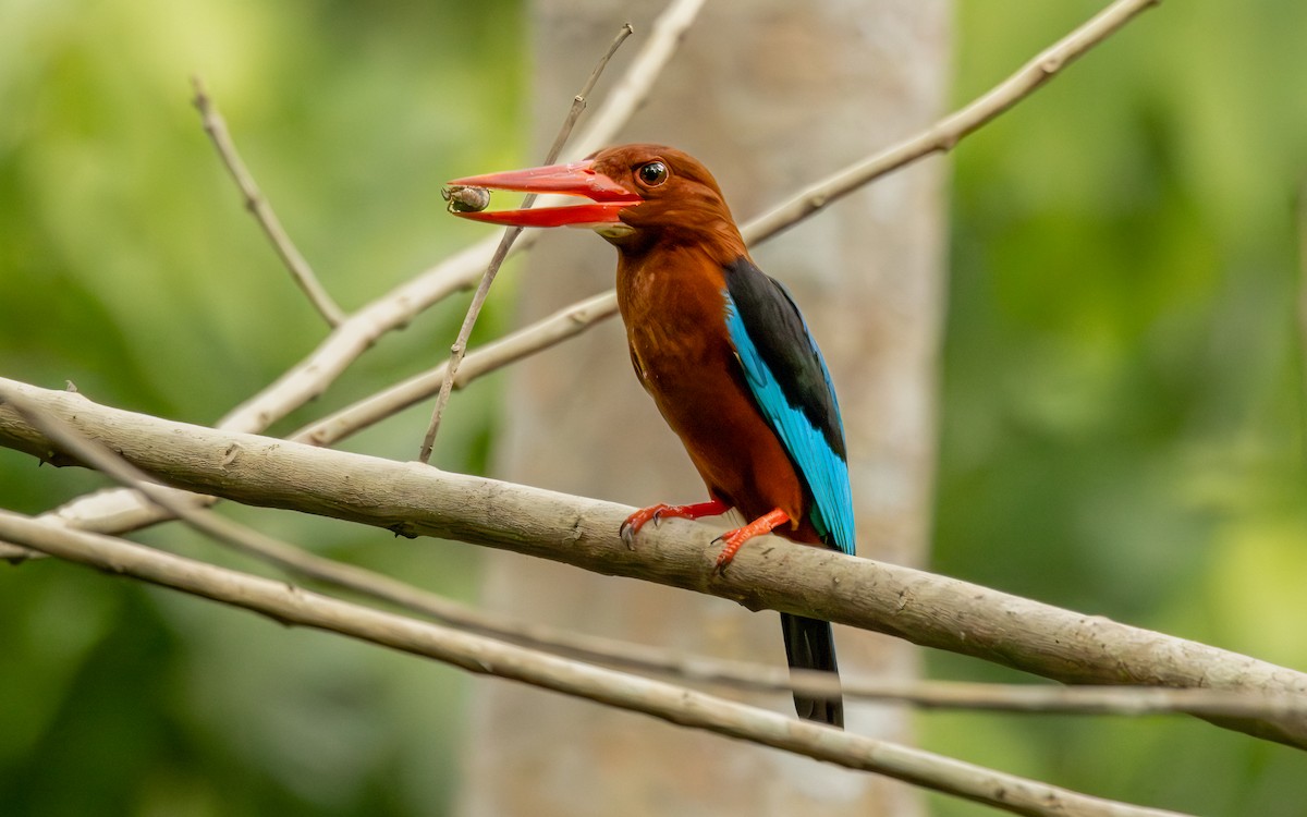 Brown-breasted Kingfisher - ML617208008