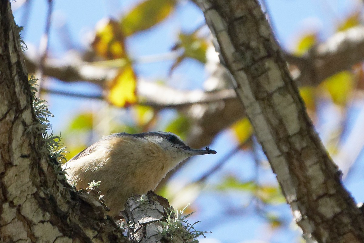 Red-breasted Nuthatch - ML617208087