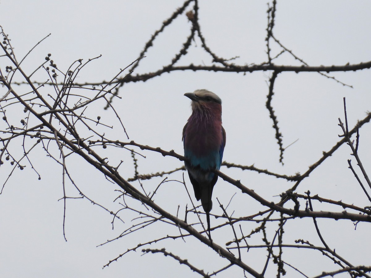 Lilac-breasted Roller - ML617208098