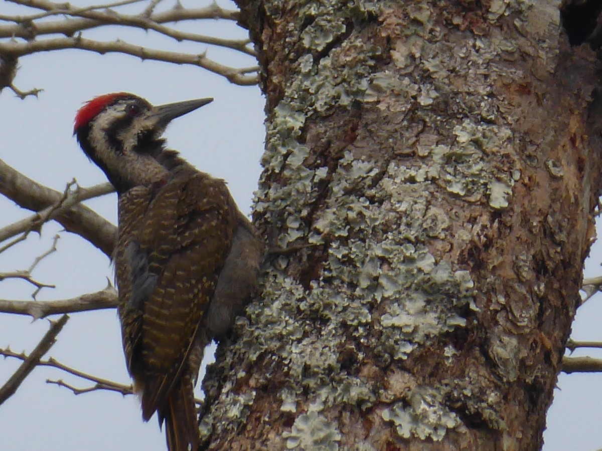 Bearded Woodpecker - Ann Kovich