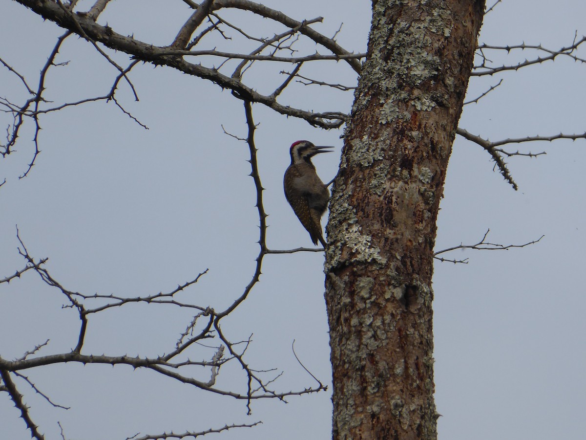 Bearded Woodpecker - Ann Kovich