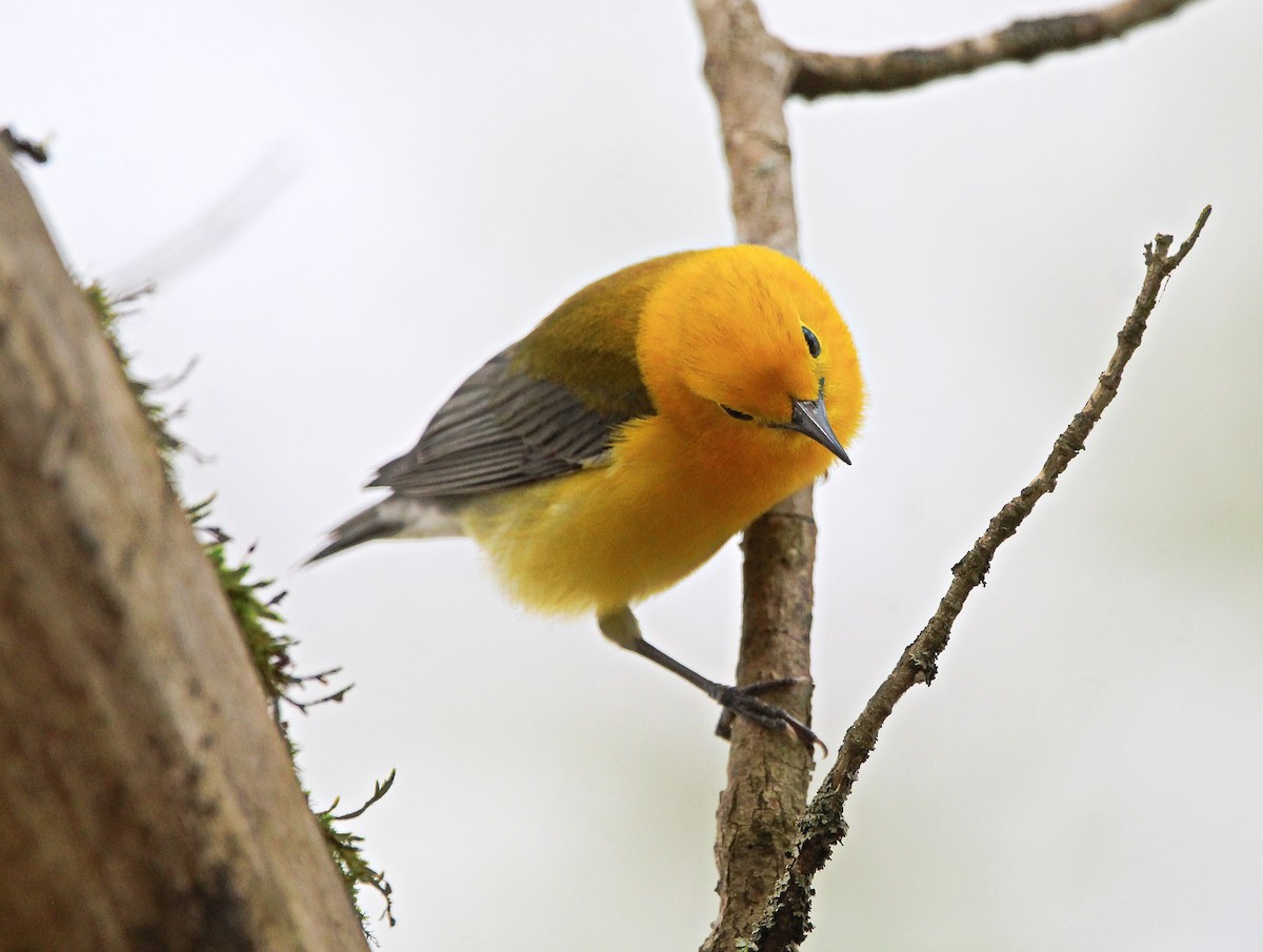 Prothonotary Warbler - ML617208209