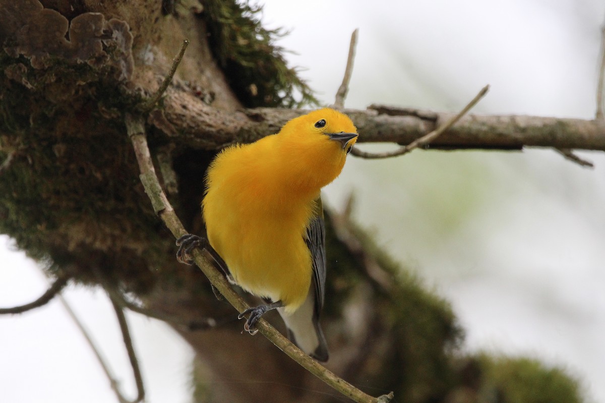 Prothonotary Warbler - ML617208211