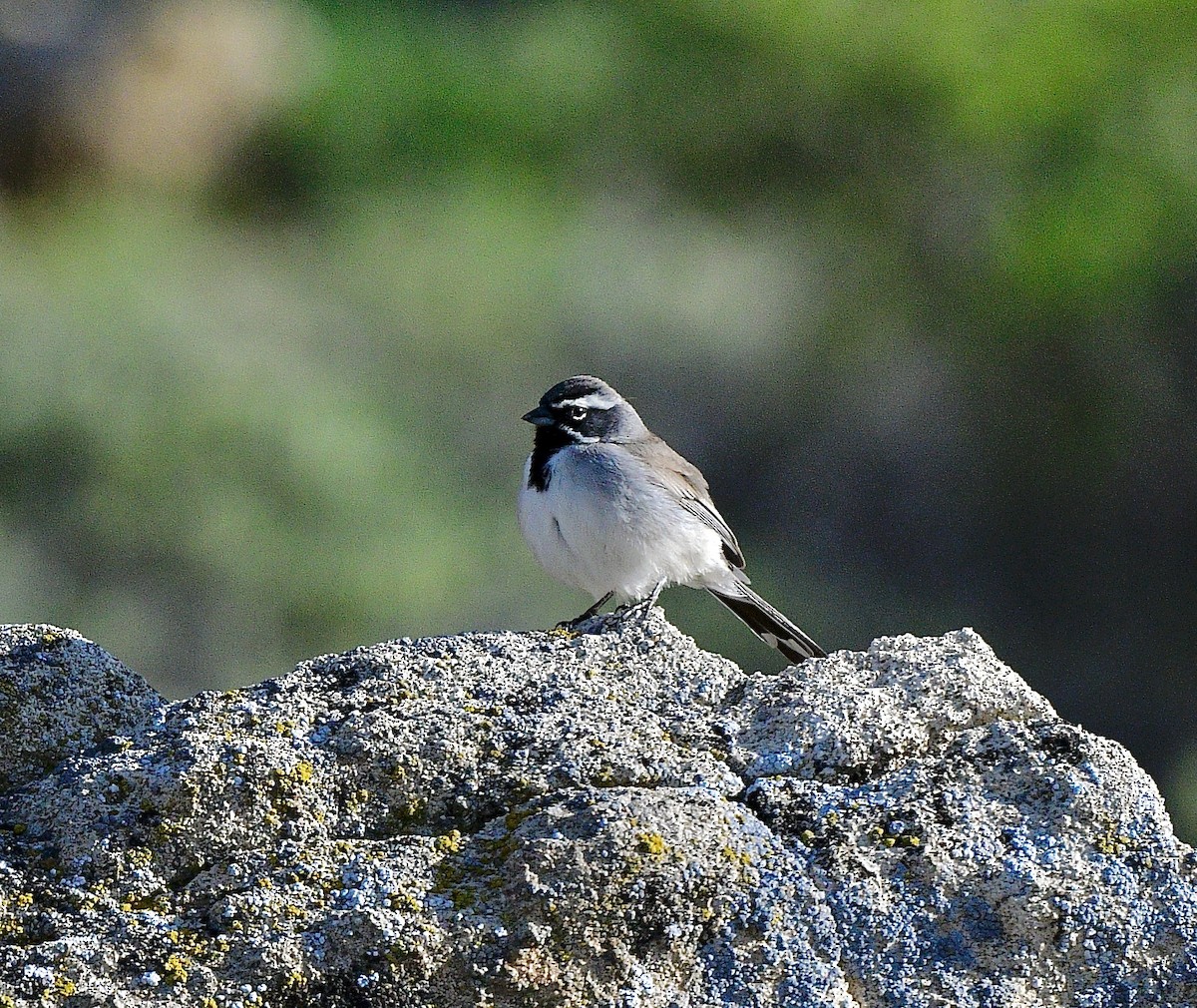 Black-throated Sparrow - ML617208221