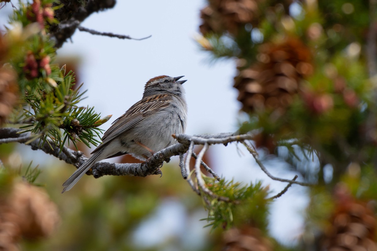 Chipping Sparrow - ML617208372