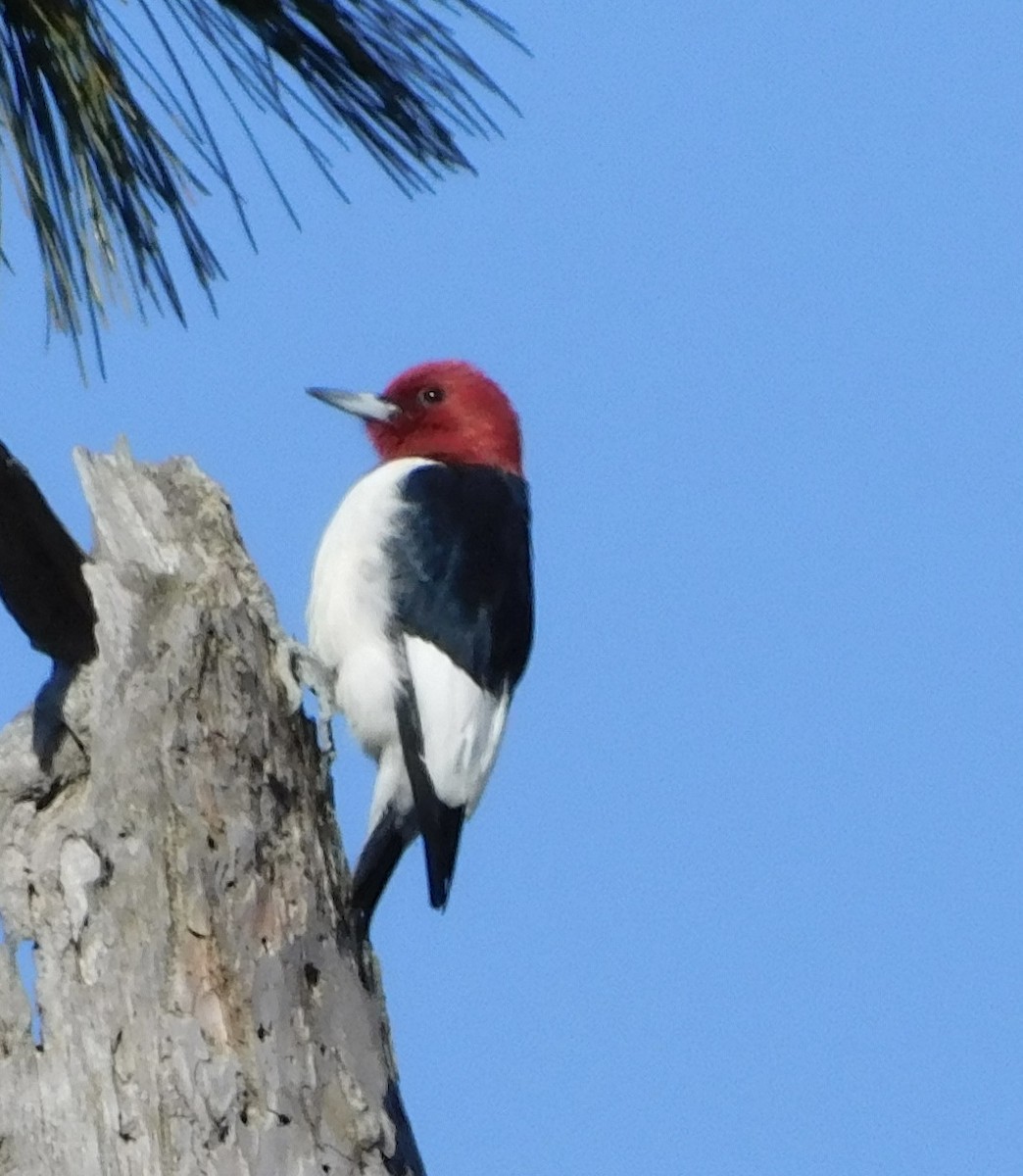 Red-headed Woodpecker - ML617208415