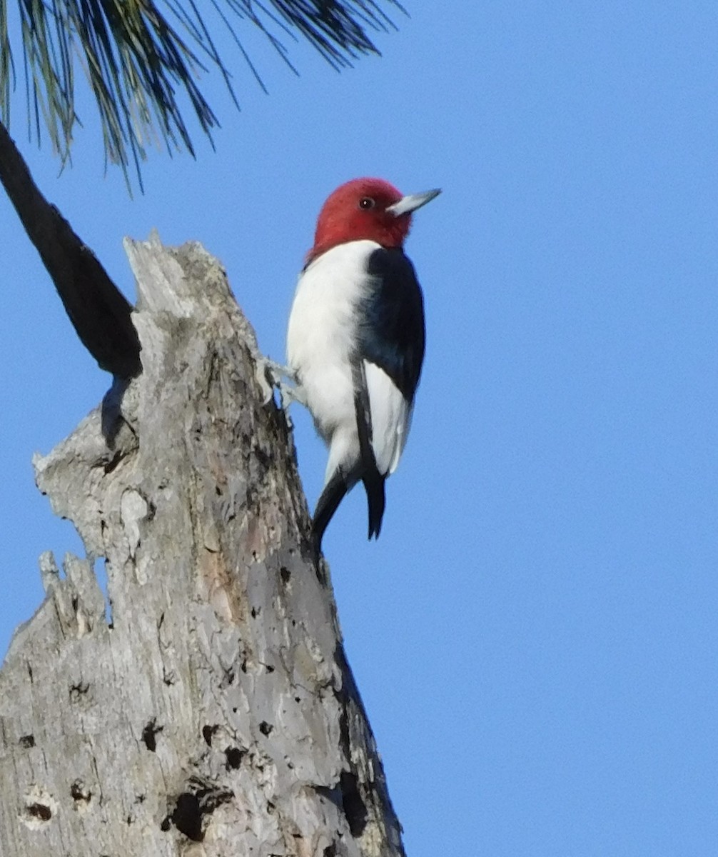 Red-headed Woodpecker - ML617208416