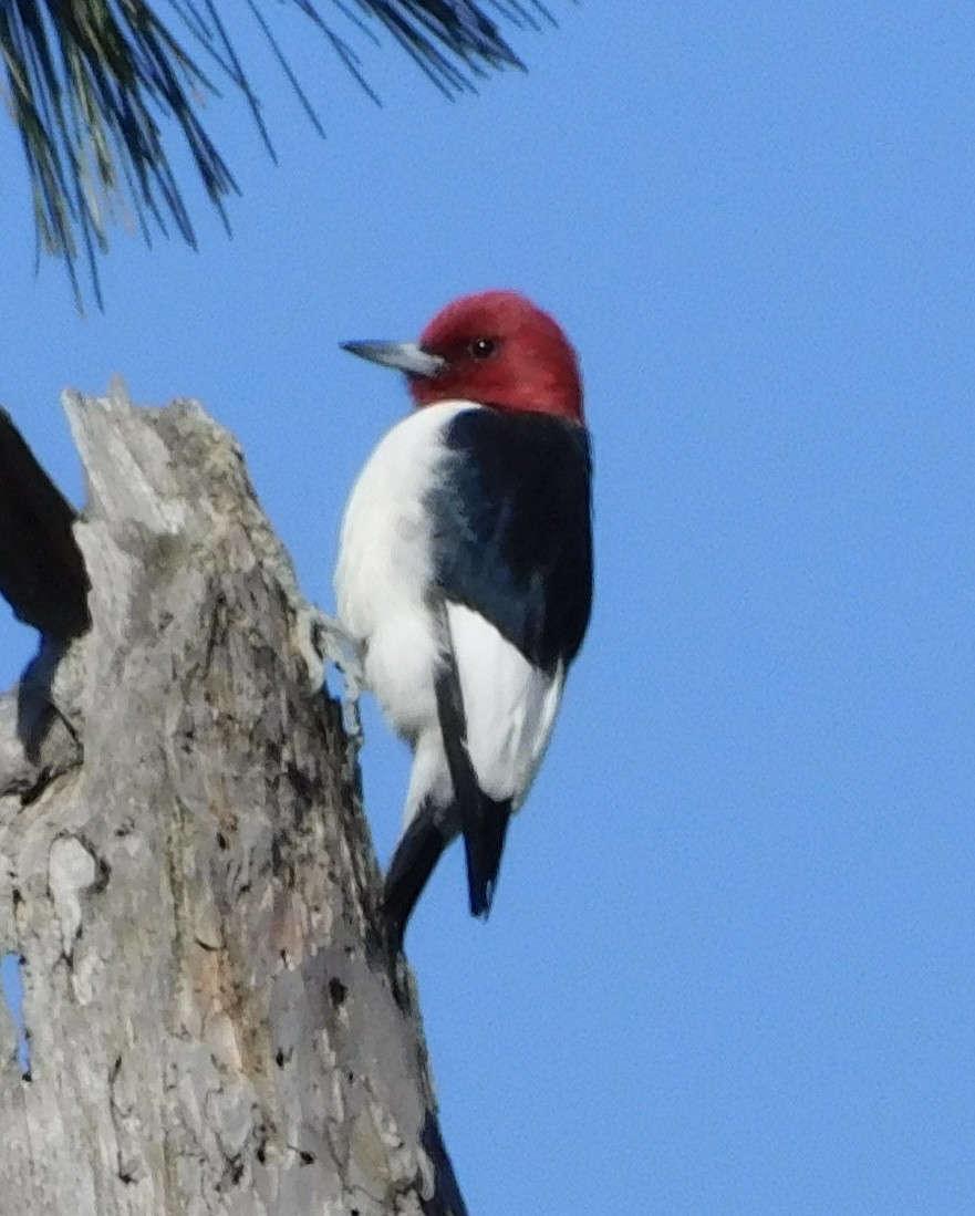 Red-headed Woodpecker - ML617208417