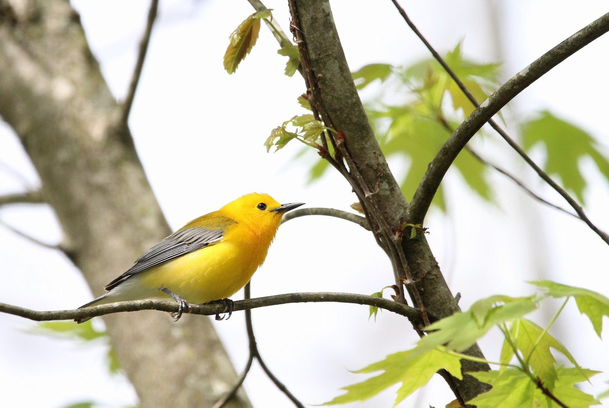 Prothonotary Warbler - ML617208418
