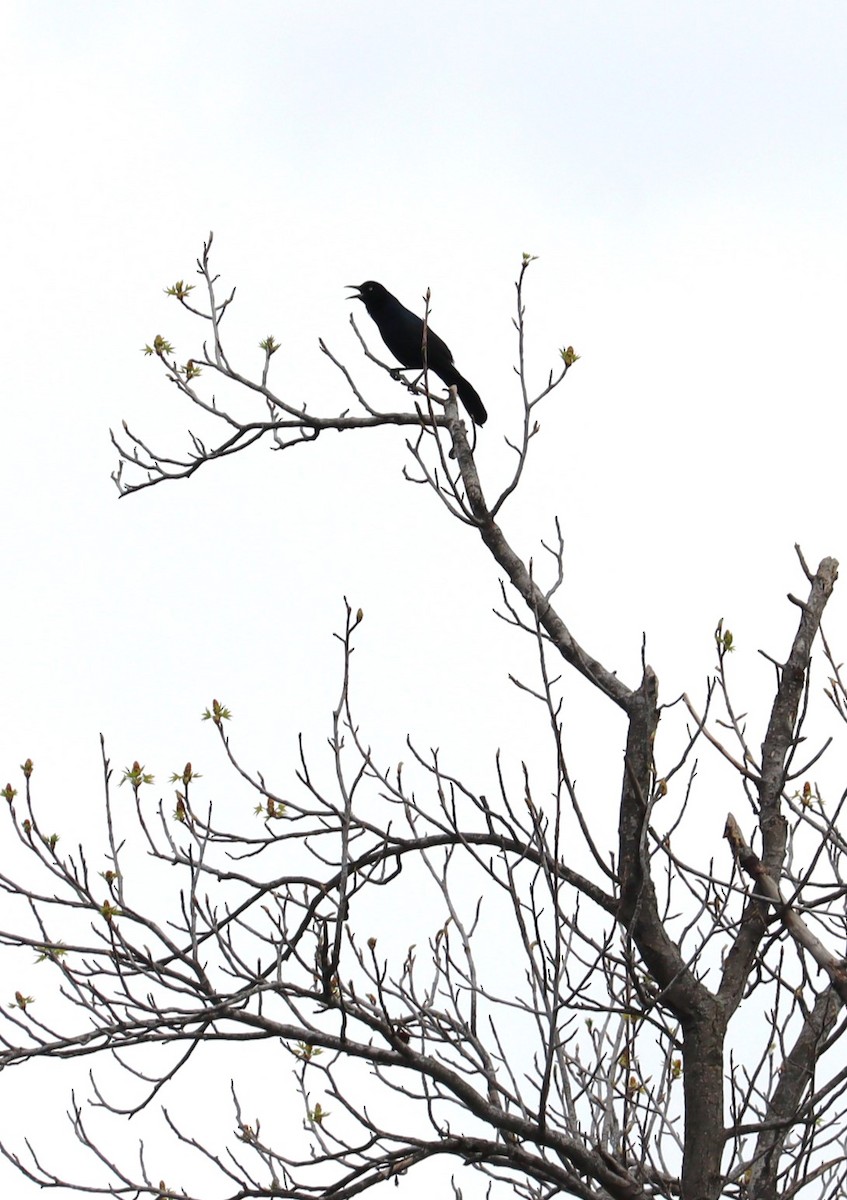 Boat-tailed Grackle - ML617208427