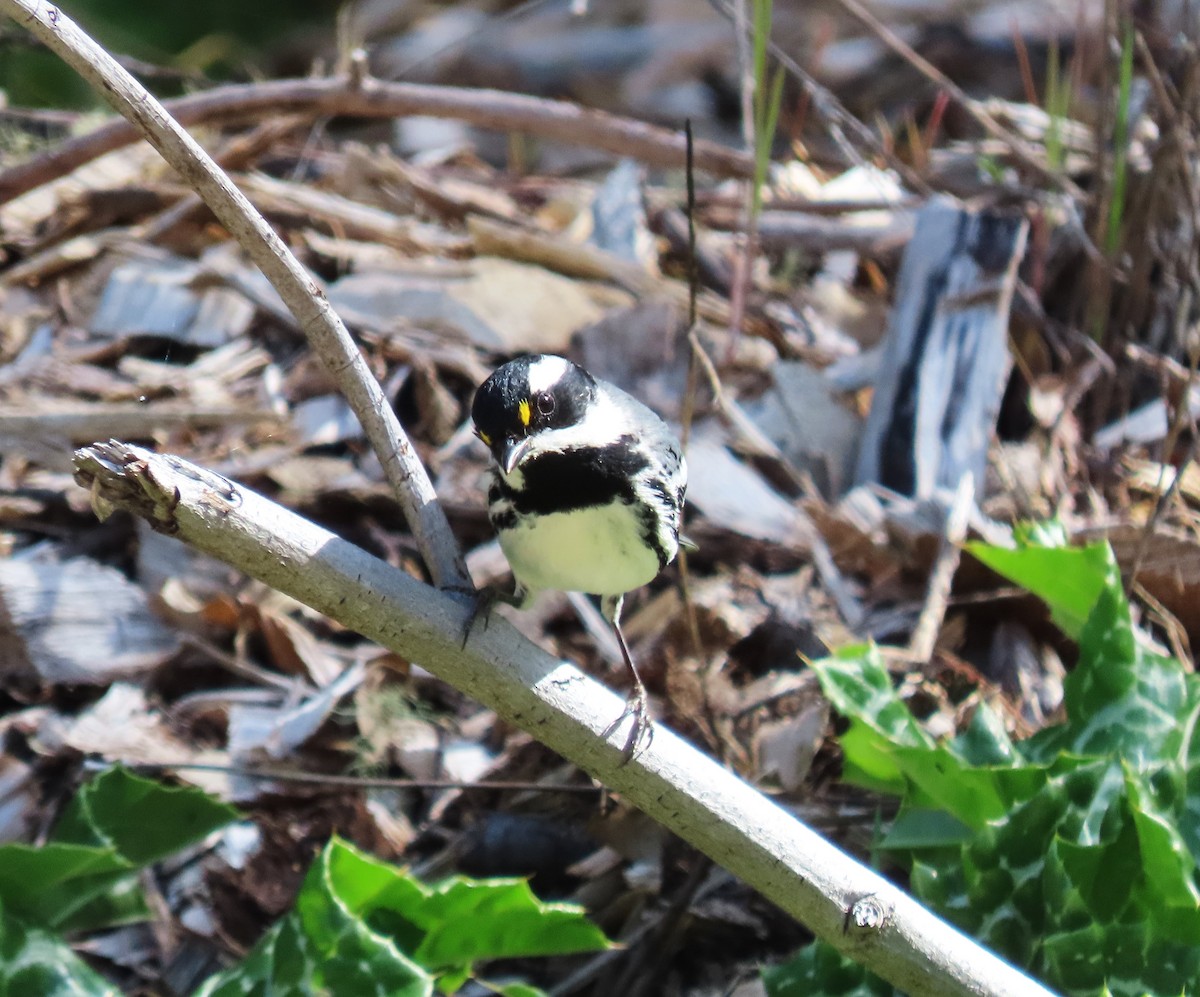 Black-throated Gray Warbler - ML617208434