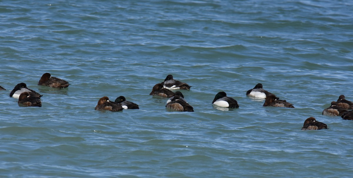 Greater Scaup - ML617208822