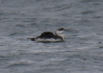 Red-throated Loon - ML617208955