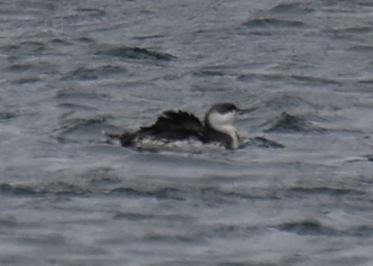 Red-throated Loon - ML617208961