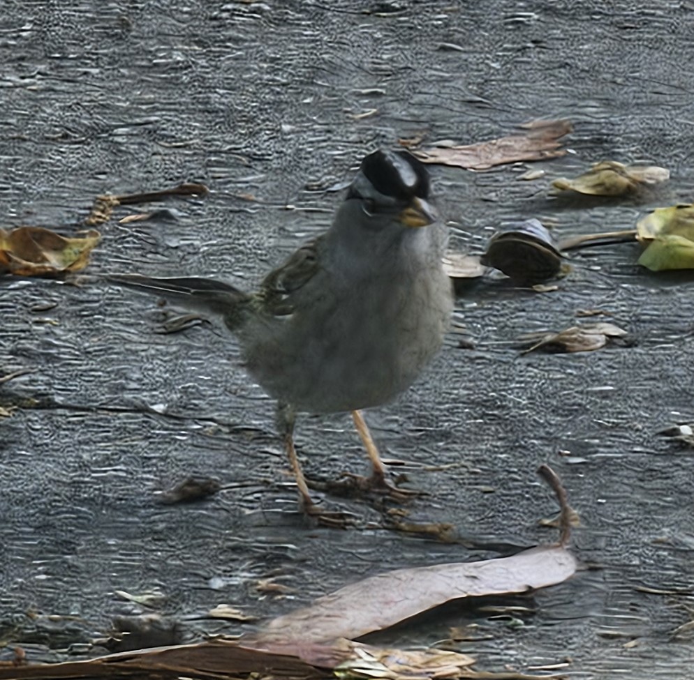 White-crowned Sparrow - ML617208967