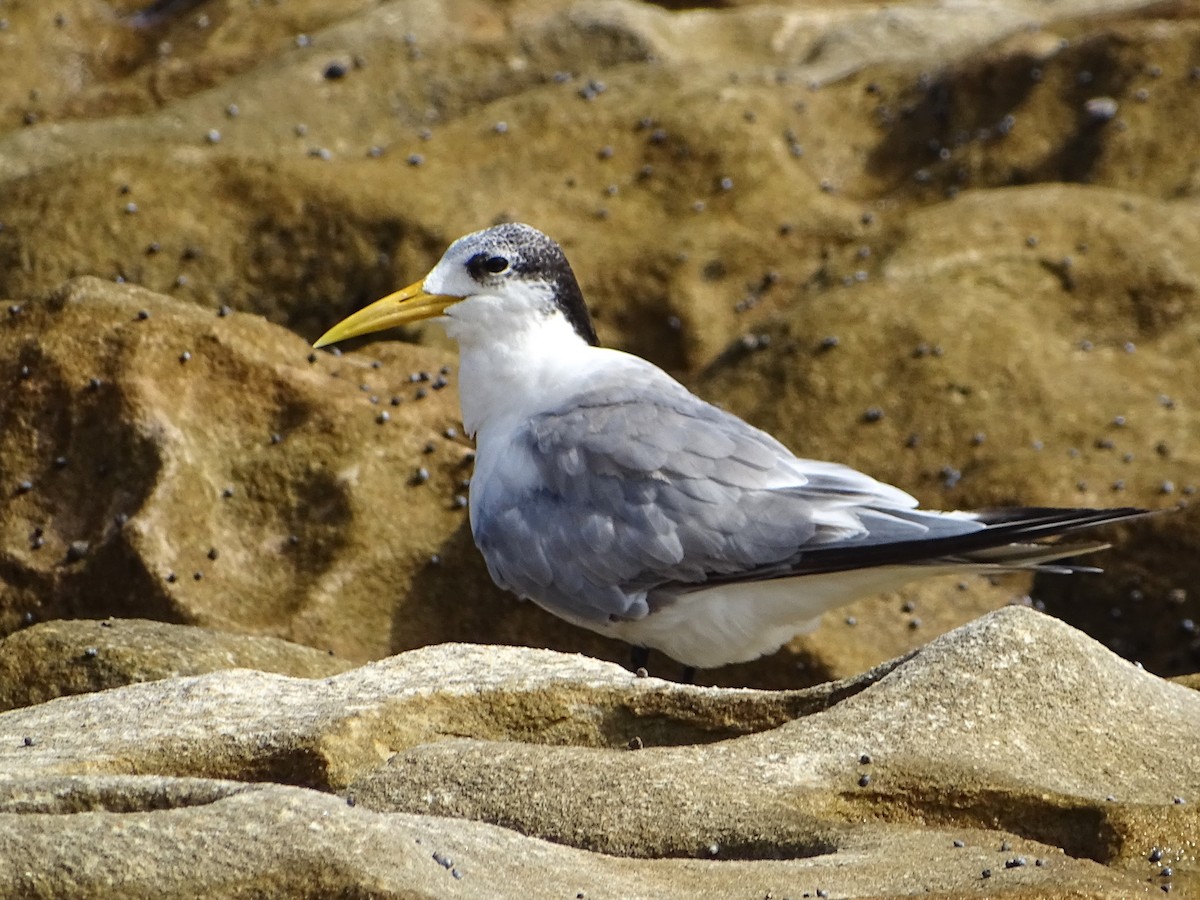 Great Crested Tern - ML617208997