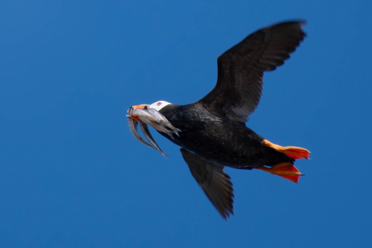 Tufted Puffin - Kaleb Anderson