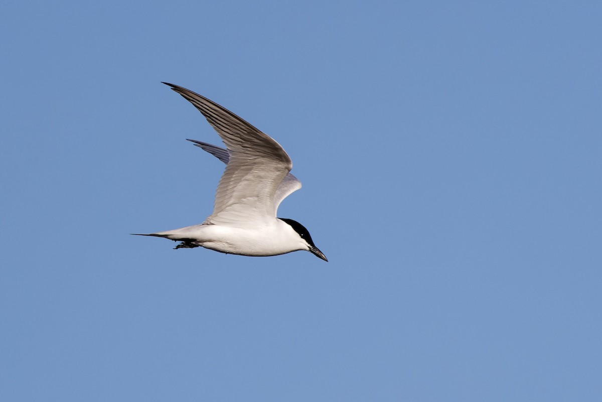 Gull-billed Tern - ML617209059